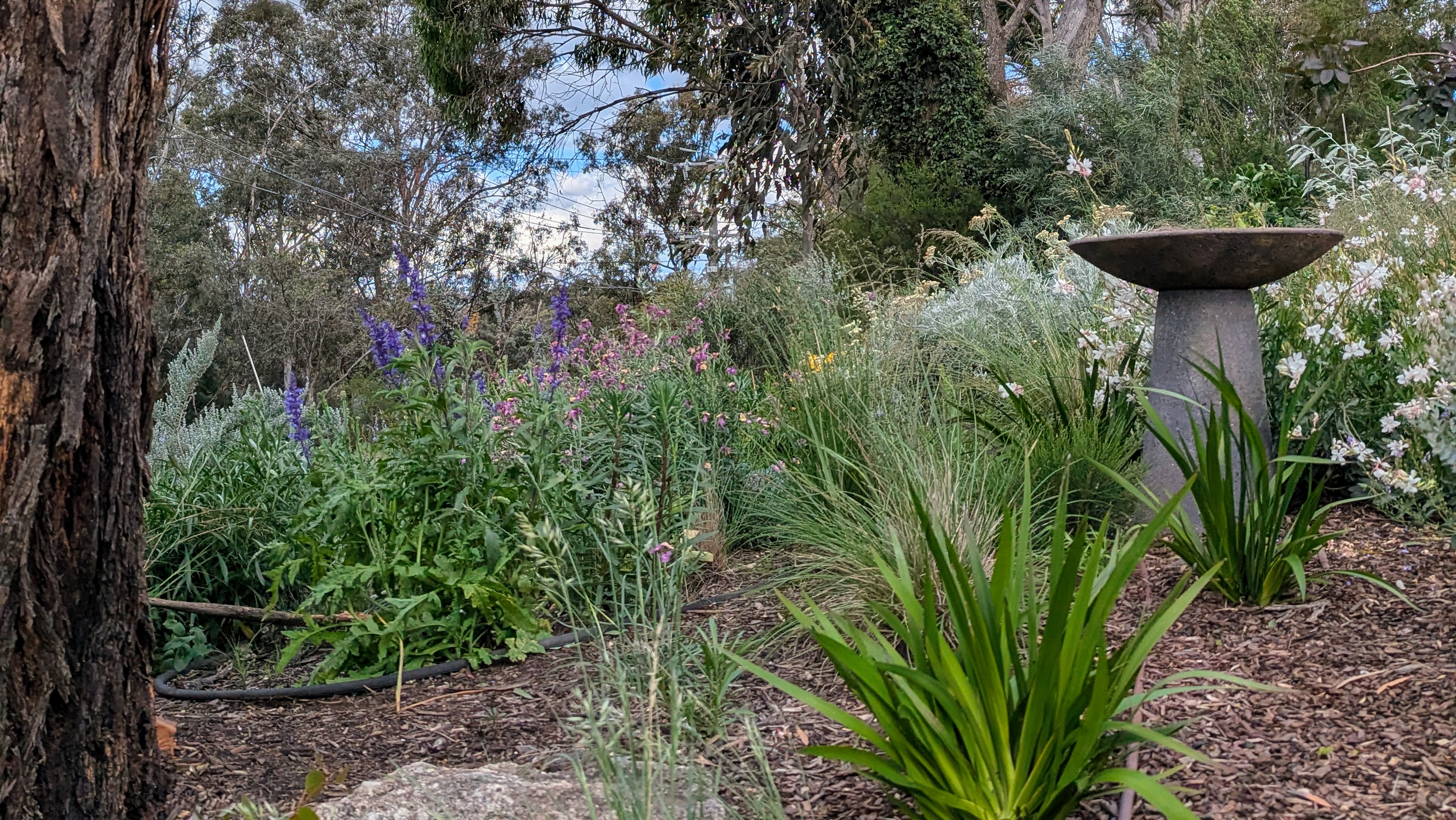 Lush suburban garden in Eltham