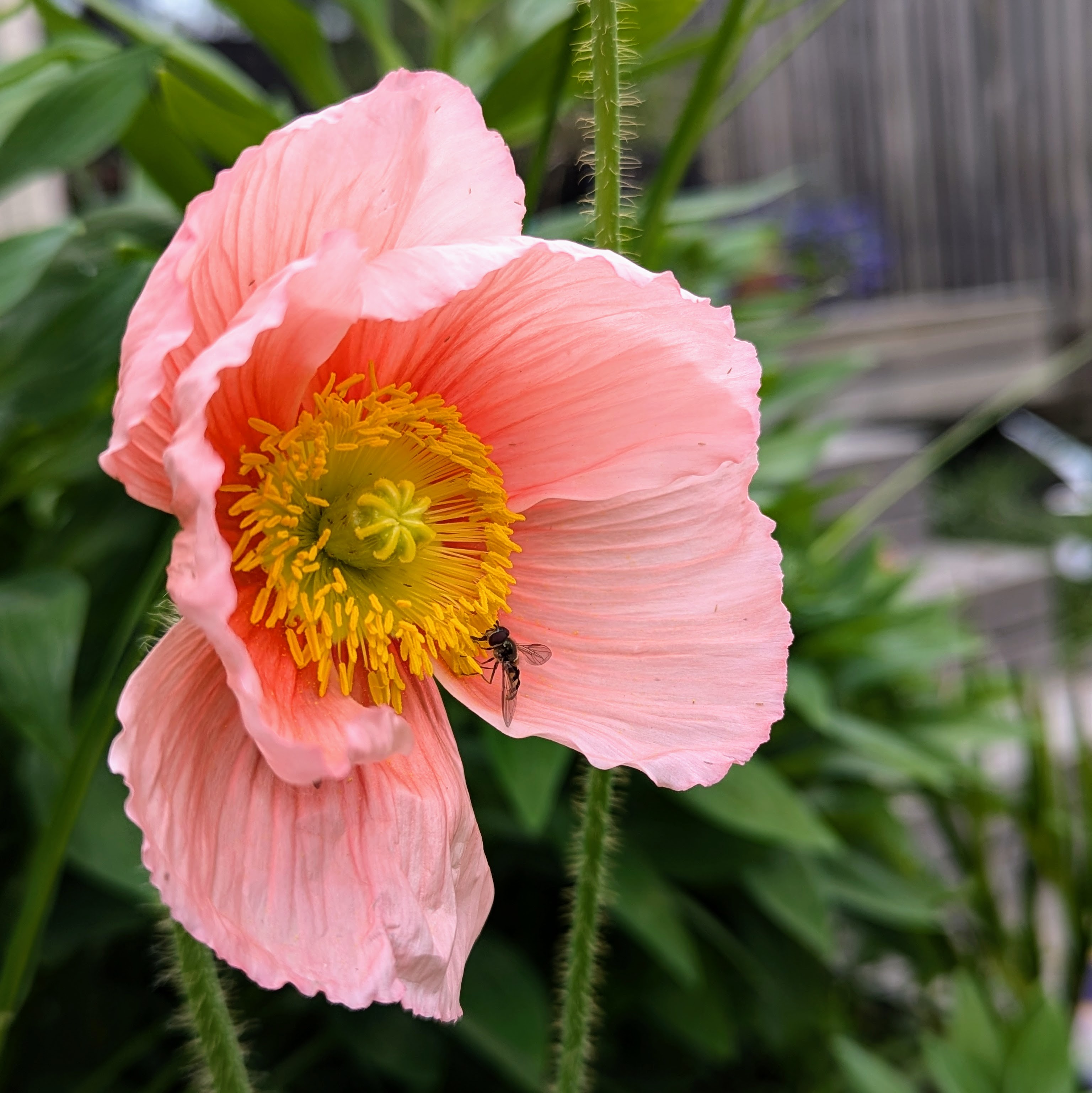 Garden bed with greenery